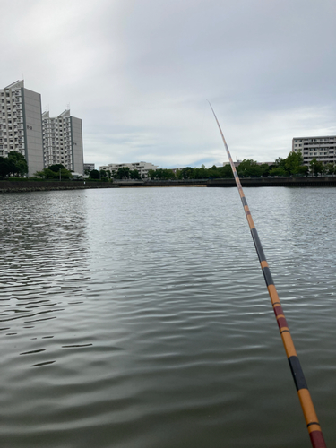 マハゼの釣果