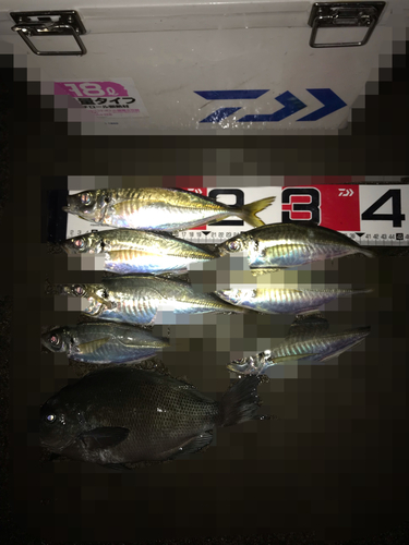 アジの釣果