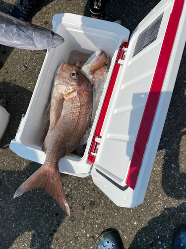 タイの釣果