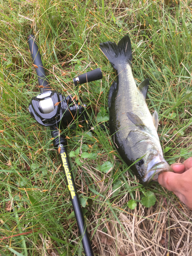 ブラックバスの釣果