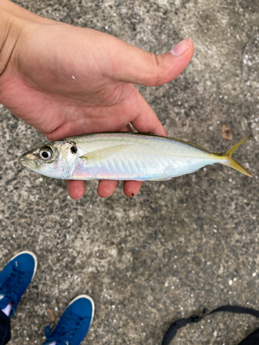 アオアジの釣果