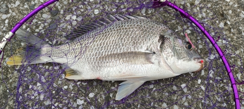 キビレの釣果