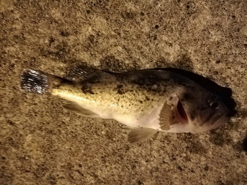 クロソイの釣果