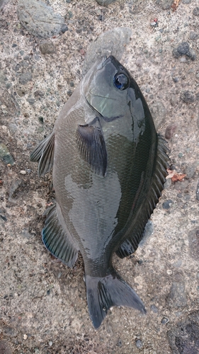 メジナの釣果