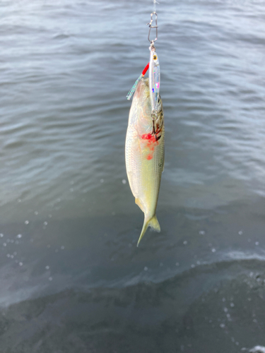 サッパの釣果