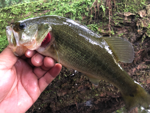 ラージマウスバスの釣果