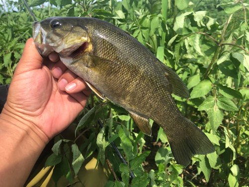 スモールマウスバスの釣果