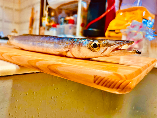 ハマチの釣果