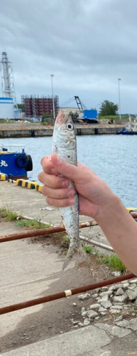 イワシの釣果