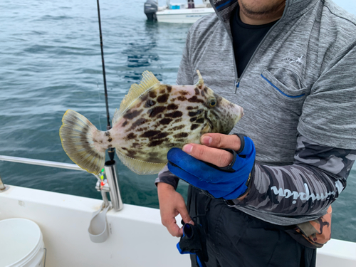 カワハギの釣果