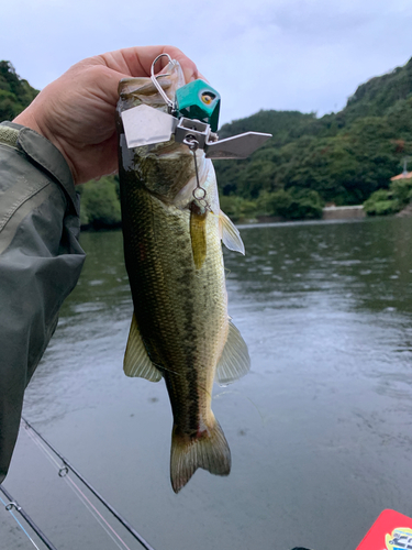 ラージマウスバスの釣果