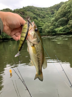 ラージマウスバスの釣果