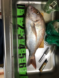 タイの釣果
