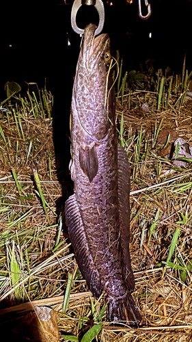 ライギョの釣果