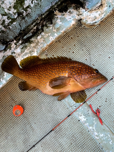 ケンサキイカの釣果