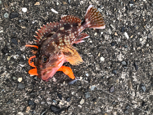 カサゴの釣果