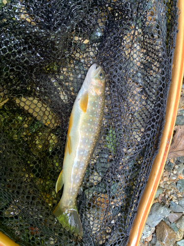 イワナの釣果