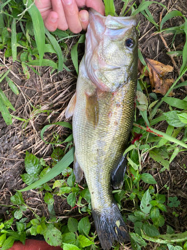 ラージマウスバスの釣果