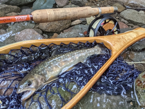 イワナの釣果