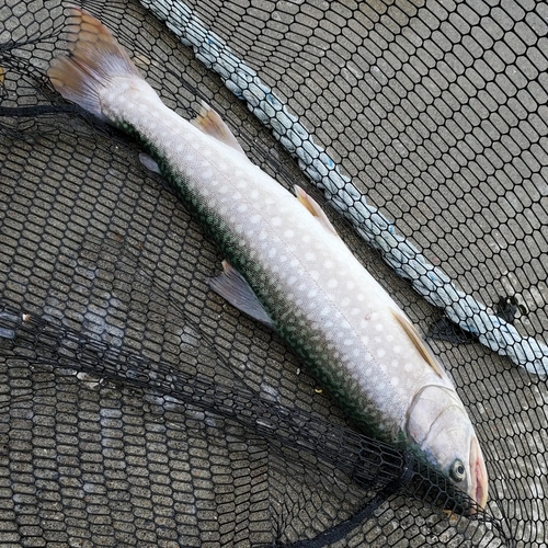 アメマスの釣果