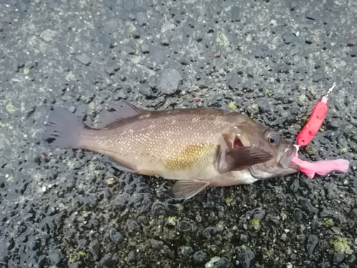 エゾメバルの釣果