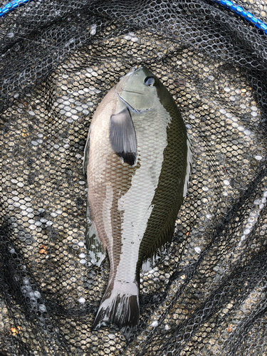 メジナの釣果