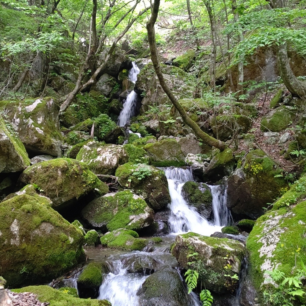 イワナ