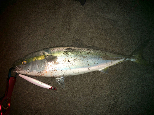 ワラサの釣果