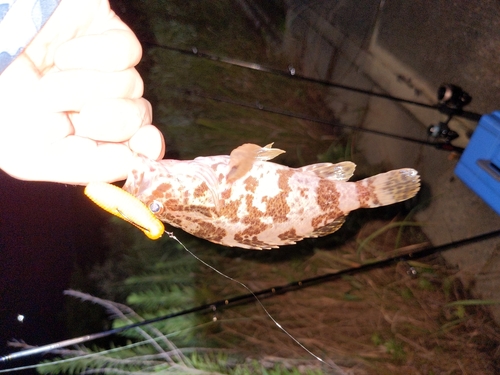 タケノコメバルの釣果