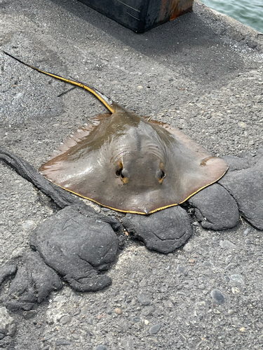 エイの釣果