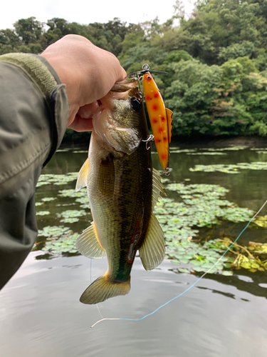 ラージマウスバスの釣果