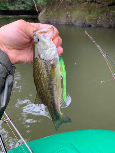 ラージマウスバスの釣果