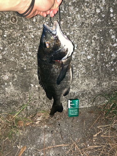 クロダイの釣果