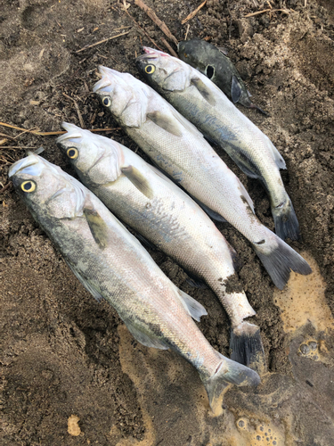 シーバスの釣果