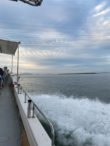 ショウサイフグの釣果