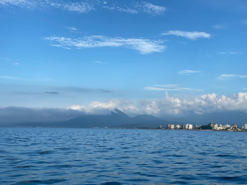 シロイカの釣果