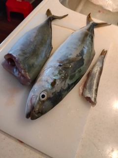 イナダの釣果