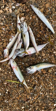 サバの釣果