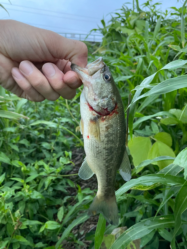 ラージマウスバスの釣果