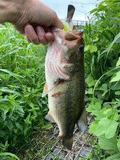 ラージマウスバスの釣果