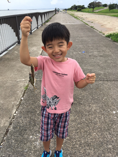 セイゴ（マルスズキ）の釣果