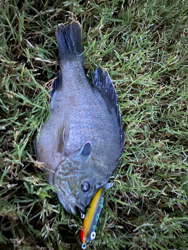 ブルーギルの釣果