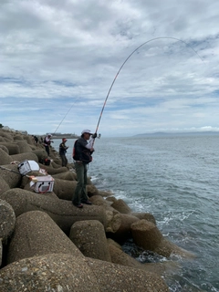 グレの釣果