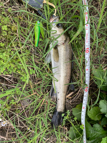 セイゴ（マルスズキ）の釣果