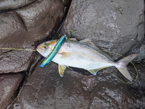 カンパチの釣果