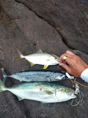 イナダの釣果