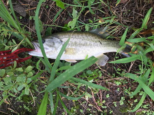 ブラックバスの釣果