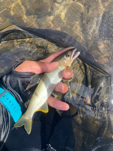 アユの釣果