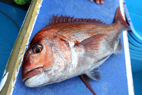 マダイの釣果