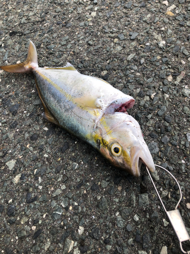 ショゴの釣果